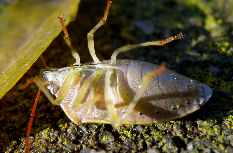 Pentatomidae: Piezodorus lituratus della Lombardia (MI)
